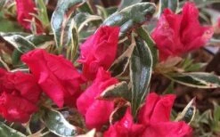 Arctic Rose Azalea - 3 Gallon Pot -Garden Sales Store azalea arctic rose 4