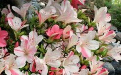 Astronaut Azalea - 3 Gallon Pot -Garden Sales Store azalea astronaut 3