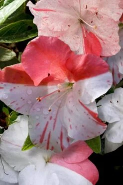 Astronaut Azalea - 3 Gallon Pot -Garden Sales Store azalea astronaut 4