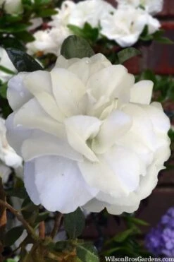 Snowball Bloom 'N Again Azalea - 2 Gallon Pot 9 Snowball Bloom 'N Again Azalea - 2 Gallon Pot -Garden Sales Store azalea bloom n again snowball 13