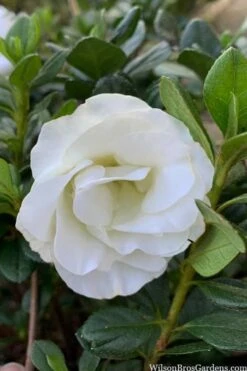 Snowball Bloom 'N Again Azalea - 2 Gallon Pot 11 Snowball Bloom 'N Again Azalea - 2 Gallon Pot -Garden Sales Store azalea bloom n again snowball 14