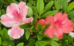 Lady Cavendish Azalea - 1 Gallon Pot -Garden Sales Store azalea cavendish 2