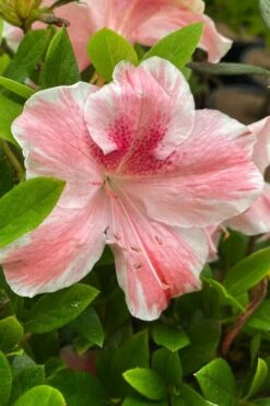 Lady Cavendish Azalea - 1 Gallon Pot -Garden Sales Store azalea cavendish 3