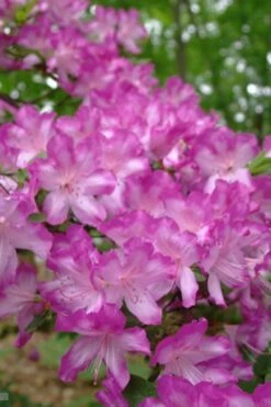 Fawn Azalea - 2 Gallon Pot -Garden Sales Store azalea fawn 6