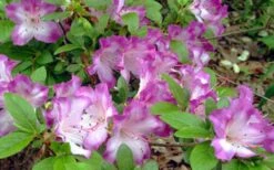 Fawn Azalea - 2 Gallon Pot -Garden Sales Store azalea fawn 7