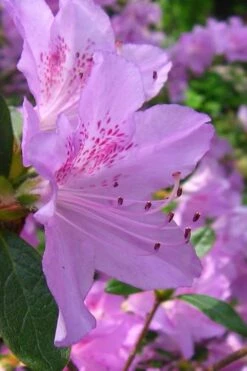 Gulf Pride Fragrant Southern Indica Azalea - 3 Gallon Pot -Garden Sales Store azalea gulf pride 2