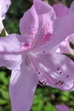 Gulf Pride Fragrant Southern Indica Azalea - 3 Gallon Pot -Garden Sales Store azalea gulf pride 5