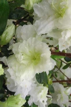 Helen Curtis Azalea - 3 Gallon Pot -Garden Sales Store azalea helen curtis 7