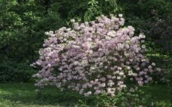 Lilacina Southern Indica Azalea - 3 Gallon Pot -Garden Sales Store azalea indica lilacina 6