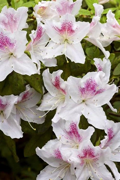 Joga Satsuki Azalea - 1 Gallon Pot 4 Joga Satsuki Azalea - 1 Gallon Pot - Image 4