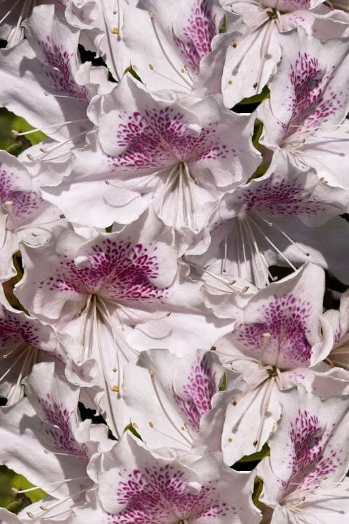 Joga Satsuki Azalea - 1 Gallon Pot 6 Joga Satsuki Azalea - 1 Gallon Pot - Image 6