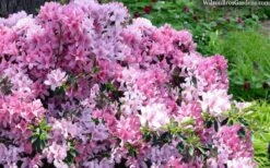 Northlake Beauty Azalea - 6 Pack Of 1 Gallon Pots -Garden Sales Store azalea northlake beauty 13