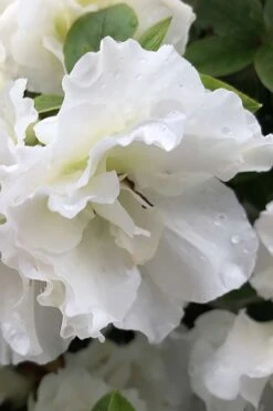 Perfecto Mundo Double White Reblooming Azalea - 3 Gallon Pot -Garden Sales Store azalea perfecto mondo double white 1