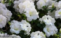 Perfecto Mundo Double White Reblooming Azalea - 3 Gallon Pot -Garden Sales Store azalea perfecto mondo double white 2