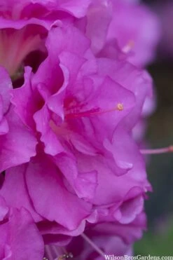 Perfecto Mundo Double Purple Reblooming Azalea - 2 Gallon Pot -Garden Sales Store azalea perfecto mondo double20purple 1