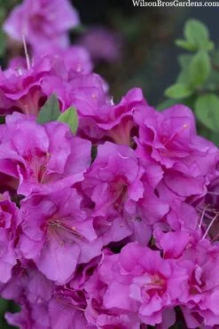Perfecto Mundo Double Purple Reblooming Azalea - 2 Gallon Pot -Garden Sales Store azalea perfecto mondo double20purple 3
