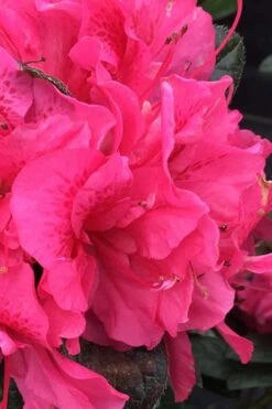 Perfecto Mundo Double Dark Pink Reblooming Azalea - 3 Gallon Pot -Garden Sales Store azalea perfecto mundo double dark pink 1