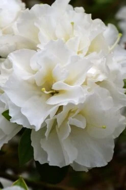 Perfecto Mundo Double White Reblooming Azalea - 2 Gallon Pot
