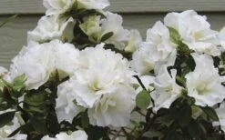 Perfecto Mundo Double White Reblooming Azalea - 2 Gallon Pot -Garden Sales Store azalea perfecto mundo double white 9 1