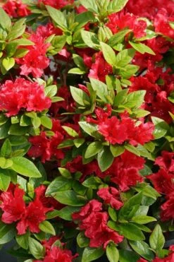 Perfecto Mundo Red Reblooming Azalea - 2 Gallon Pot -Garden Sales Store azalea perfecto mundo red 2 1