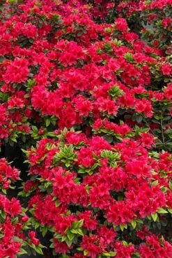 Perfecto Mundo Red Reblooming Azalea - 2 Gallon Pot -Garden Sales Store azalea perfecto mundo red 5 1