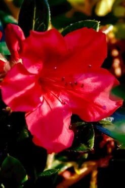 Perfecto Mundo Red Reblooming Azalea - 3 Pack Of Quart Pots -Garden Sales Store azalea perfecto mundo red 6
