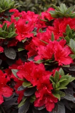 Perfecto Mundo Red Reblooming Azalea - 3 Pack Of Quart Pots -Garden Sales Store azalea perfecto mundo red 8