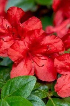 Stewartstonian Azalea - 1 Gallon Pot -Garden Sales Store azalea stewartstonian 2