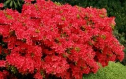 Stewartstonian Azalea - 1 Gallon Pot -Garden Sales Store azalea stewartstonian 3