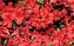 Stewartstonian Azalea - 1 Gallon Pot -Garden Sales Store azalea stewartstonian 4