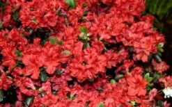 Stewartstonian Azalea - 1 Gallon Pot -Garden Sales Store azalea stewartstonian 6