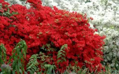 Stewartstonian Azalea - 1 Gallon Pot -Garden Sales Store azalea stewartstonian 7