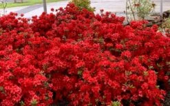 Stewartstonian Azalea - 1 Gallon Pot -Garden Sales Store azalea stewartstonian 8