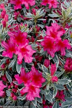 The Robe Azalea - 2 Gallon Pot -Garden Sales Store azalea the robe 3 1