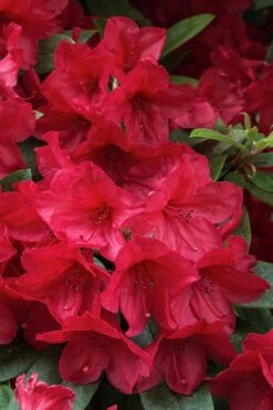Vivid Azalea - 1 Gallon Pot -Garden Sales Store azalea vivid red 3