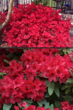 Vivid Azalea - 1 Gallon Pot -Garden Sales Store azalea vivid red 4
