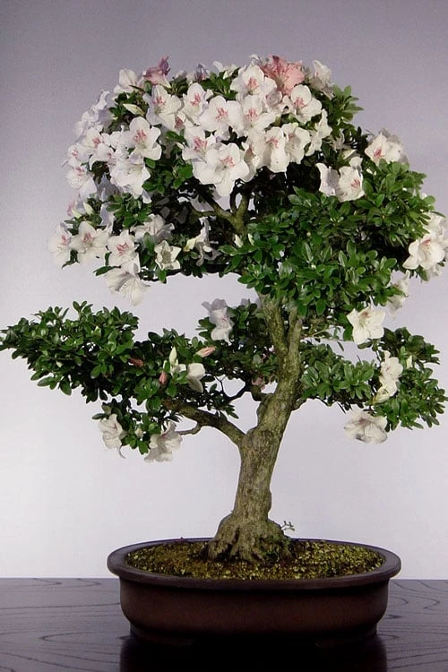 Joga Satsuki Azalea - 1 Gallon Pot 5 Joga Satsuki Azalea - 1 Gallon Pot - Image 5