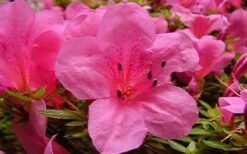 Chinzan Dwarf Azalea - 3 Gallon Pot -Garden Sales Store azaleachinzan