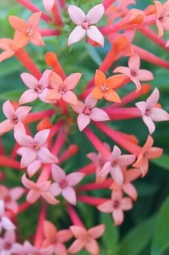 Estrellita Little Star Firecracker Bush (Bouvardia) - 3 Pack Of Quart Pots -Garden Sales Store bouvardia estrellita little star firecracker bush 1