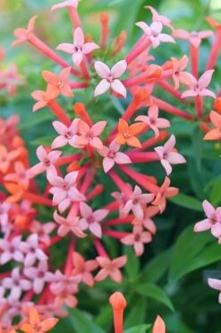 Estrellita Little Star Firecracker Bush (Bouvardia) - 3 Pack Of Quart Pots -Garden Sales Store bouvardia estrellita little star firecracker bush 2