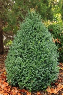 John Baldwin Pyramidal Boxwood - 3 Gallon Pot 11 John Baldwin Pyramidal Boxwood - 3 Gallon Pot -Garden Sales Store buxus microphylla john baldwin boxwood 6