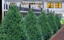 John Baldwin Pyramidal Boxwood - 3 Gallon Pot 9 John Baldwin Pyramidal Boxwood - 3 Gallon Pot -Garden Sales Store buxus microphylla john baldwin boxwood 8