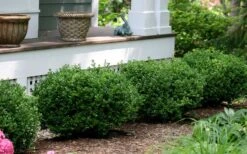 Little Missy Dwarf Boxwood - 3 Gallon Pot -Garden Sales Store buxus microphylla little missy dwarf boxwood 5 1