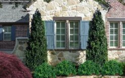 Arctic Emerald Columnar Boxwood - 1 Gallon Pot -Garden Sales Store buxus sempervirens arctic emerald boxwood 103