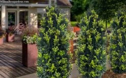 Arctic Emerald Columnar Boxwood - 1 Gallon Pot -Garden Sales Store buxus sempervirens arctic emerald boxwood 105