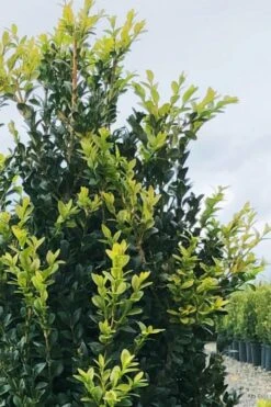 Arctic Emerald Columnar Boxwood - 1 Gallon Pot -Garden Sales Store buxus sempervirens arctic emerald boxwood 12