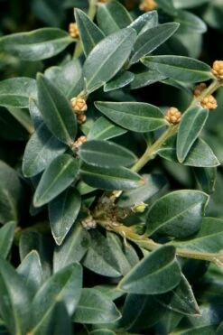 Arctic Emerald Columnar Boxwood - 1 Gallon Pot -Garden Sales Store buxus sempervirens arctic emerald boxwood 16