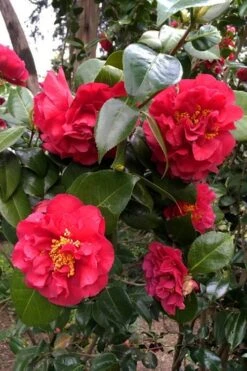 Turandot Camellia Japonica - 3 Gallon Pot -Garden Sales Store caellia turandot 20