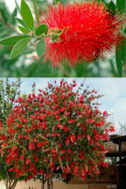 Red Cluster Bottlebrush Tree - 3 Gallon Pot -Garden Sales Store callistemon red cluster bottlebrush 102