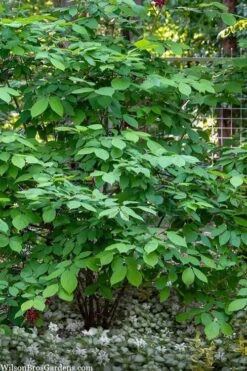 Simply Scentsational Sweetshrub (Calycanthus ) - 3 Gallon Pot -Garden Sales Store calycanthus simply scentsational sweet shrub 14